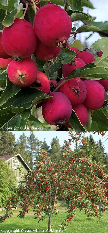 Malus Prunifolia-Ryhm 'Dolgo'